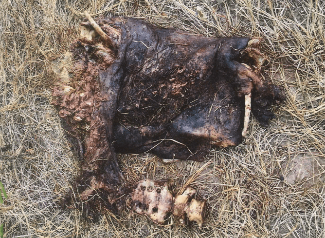 Officials recover what appears to be the partially eaten torso of a migrant who died on a ranch in Brooks County, Texas. (Photo: Brooks County Sheriff's Office/Deputy Samuel Rosas)