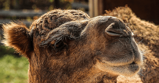 Woman Bites Camel's Testicles at Louisiana Truck Stop ...