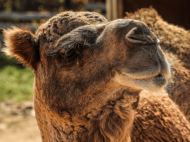 Truck driver bit camel on his 'private area' at truck stop zoo