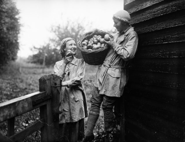 8th September 1932: Two apple pickers at Wine Mill, Lingfield, Sussex decide to try the g