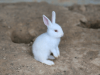 bunny