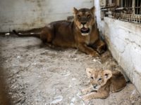 A lioness watches over one of her three recently born cub at a zoo in Rafah in the southern Gaza Strip on September 8, 2019. - The Rafah Zoo in the southern Gaza Strip was known for its emaciated animals, with the owners saying they struggled to find enough money …