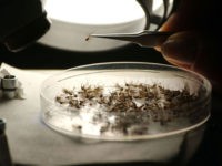 NORTHAMPTON, NH - JUNE 9: Entomologist Betsy Coes identifies mosquito species at Dragon Mosquito Control June 9, 2005 in Northampton, New Hampshire. As the wet spring weather moves into the heat of summer, experts expect a mosquito explosion, some of which carry the West Nile Virus and Eastern Equine Encephalitis …
