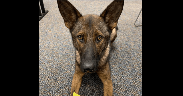 Police K-9 Rewarded with Egg McMuffin for Tracking Down Four Suspects