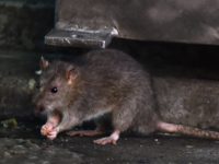 This picture taken on August 30, 2018 shows a rat in Tokyo's Shinbashi area, near the Tsukiji fish market. - After a fabled 83-year history, the world's biggest fish market, which is also a huge tourist magnet for its pre-dawn tuna auctions, will move to a brand-new facility in Toyosu, …
