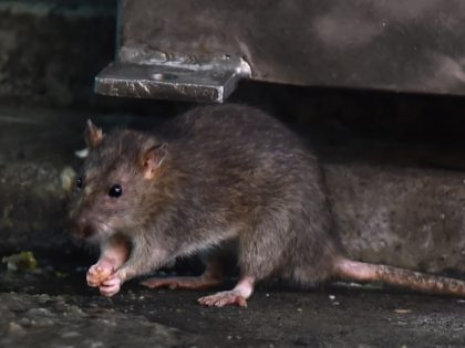 This picture taken on August 30, 2018 shows a rat in Tokyo's Shinbashi area, near the Tsuk