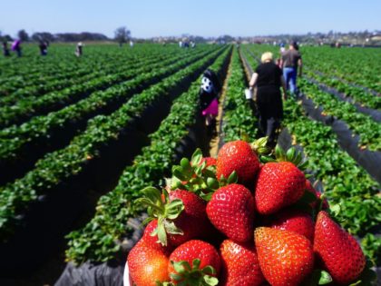 People head out to pick strawberries in Carlsbad, California on April 22, 2018. - Fresh strawberries are among the 128 US goods China has imposed tariffs on in retaliation for US tariffs on Chinese goods, worth some $50 billion, imposed last month. (Photo by FREDERIC J. BROWN / AFP) (Photo …