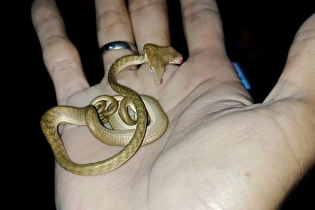 Great snakes: two-headed serpent spotted in Bali