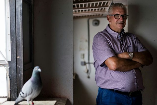 Joel Verschoot, the man with the million-euro pigeon