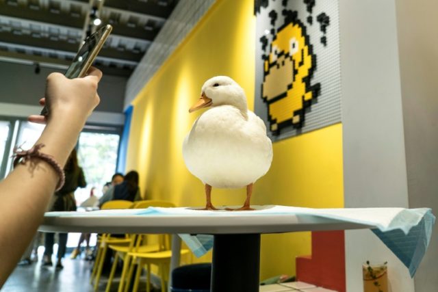 Coffee and quacks served up at Chengdu duck cafe