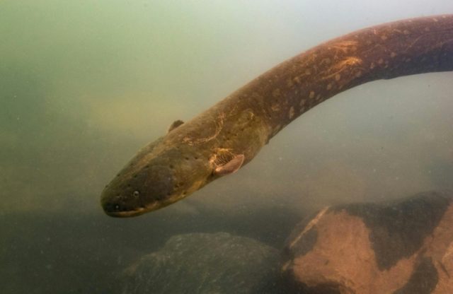A shocking find: new high-voltage electric eels revealed