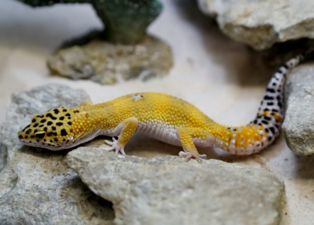 Sting in the tale: naming of Sri Lankan geckos sparks uproar