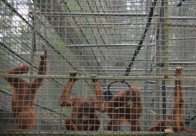 Indonesia's toxic haze affecting Borneo's orangutans - rescuers