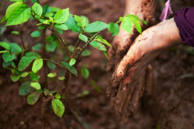 Tree-planting to offset carbon emissions: no cure-all