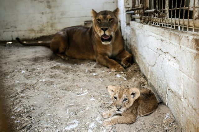 Cramped Gaza zoo reopens, only months after closure