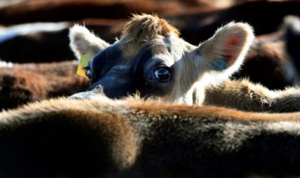 New Zealand's Fonterra slumps to record loss