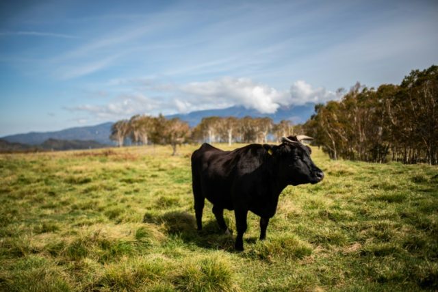 Some Japanese cattle farmers fear they could struggle after a major trade deal with the US Japan cattle farmers fear US trade deal will be death knell