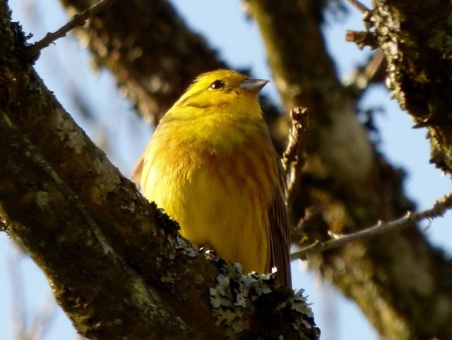 yellowhammer-502776_1280