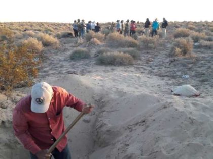 Volunteers from Madres Buscadoras de Sonora search a mass grave near the city of Puerto Peñasco.