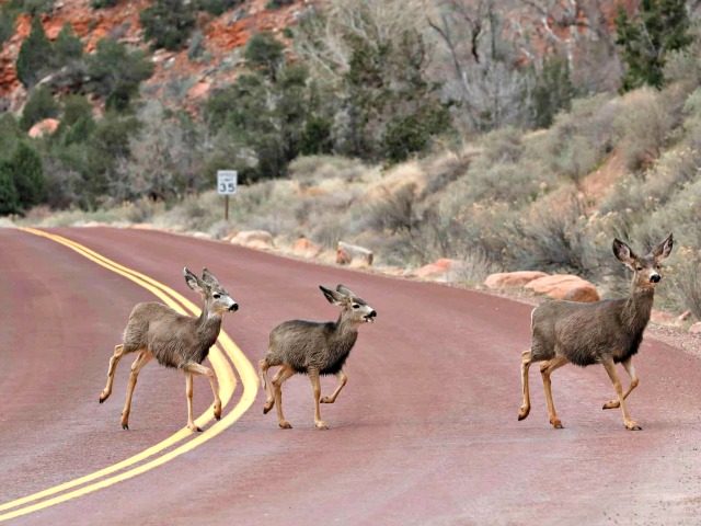 Mule deer cross a road in Zion national park in Utah, US. Photograph: Rhona Wise/AFP/Getty