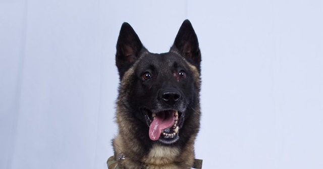 Combat Veterans Call for Hero Dog 'Conan' to Receive Purple Heart