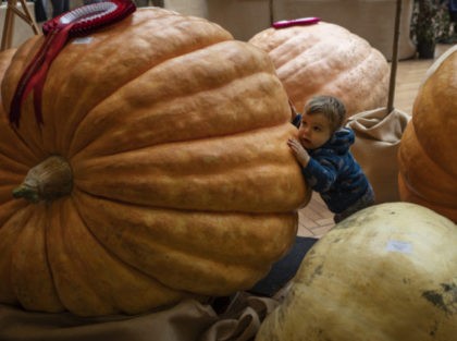 LONDON, UNITED KINGDOM - OCTOBER 2: Valentine, 2, stands amongst Pumpkins on display durin