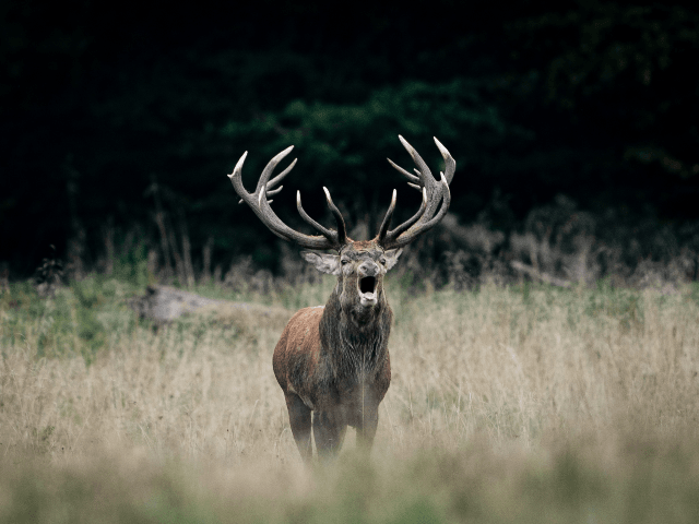 A Red deer stag roars in Dyrehaven in Klampenborg, north of Copenhagen, Denmark on Septemb