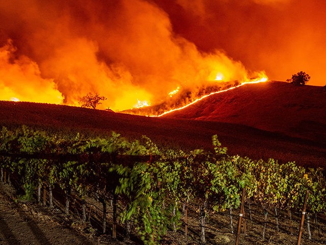 Flames approach rolling hills of grape vines during the Kincade fire near Geyserville, California on October 24, 2019. - The fire broke out in spite of rolling blackouts by utility companies in both northern and Southern California. (Photo by Josh Edelson / AFP) (Photo by JOSH EDELSON/AFP via Getty Images)