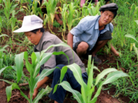 Two North Korean farmers work at a field in Unsan County in South Pyongan province 26 July 2000. North Korea is facing a severe food shortage as crops have failed in the drought and many children and adults are suffering from malnutrition. Maize growth has been drastically stunted from the …