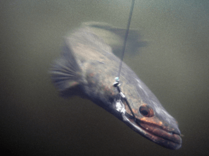 A snakehead fish is seen after Jason Calvert, from JD's Custom Baits, caught it while fishing in a canal on May 16, 2012 in Weston, Florida. The invasive snakehead fish is known for its aggressiveness and they're eating anything from bass to turtles and an occasional duckling. It is unknown …