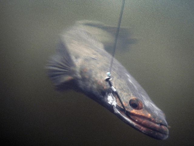 A snakehead fish is seen after Jason Calvert, from JD's Custom Baits, caught it while fish