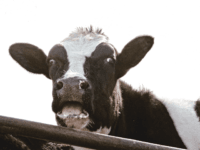 surprised cow