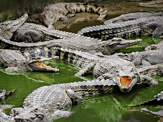 Image result for Trump alligator moat