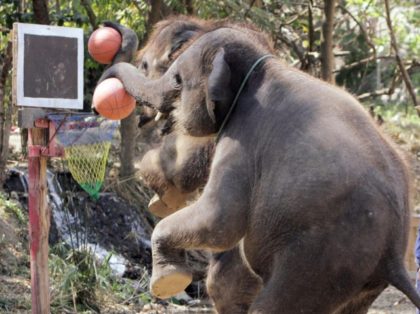 Chiang Mai, THAILAND: Elephants stand on their hind legs as the shoots hoops during a basketball performance for foreign tourists at Mae Taman Elephant Park in Chiang Mai province, northern Thailand, 22 February 2007. It was reported last year that Thailand has an estimated 4,000 elephants -- 2,500 domesticated and …