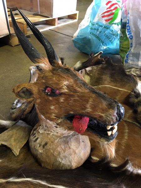 One of two unfinished animal head skins and other animal pelts that CBP discovered in air cargo. (Photo: U.S. Customs and Border Protection)