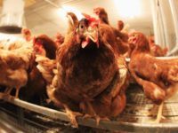 Chicken sit in coop on a organic accredited poultry farm on January 7, 2011 in Elstorf, Germany. Organic farmers across Germany are likely to benefit from the current dioxin scandal that is forcing at least 4,000 non-organic poultry, hog and other farms nationwide to suspend deliveries for the time being. …