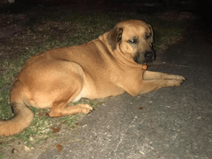 Last evening at approximately 1 am, Curly (dog pictured below) notified his best friend (h