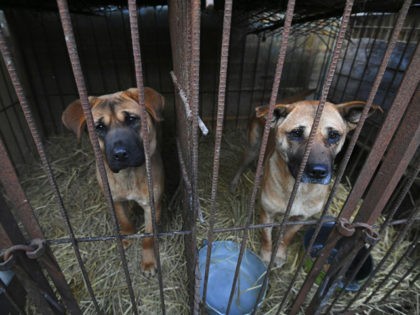 Dogs look out from a cage at a dog farm during a rescue event, involving the closure of the farm organised by the Humane Society International (HSI), in Hongseong on February 13, 2019. - This farm is a combined dog meat and puppy mill business with almost 200 dogs and …