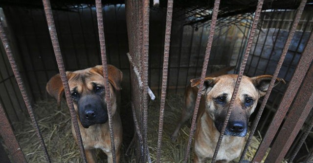 South Korea Struggles to Address Historic Dog Meat Trade While Becoming Cultural Power