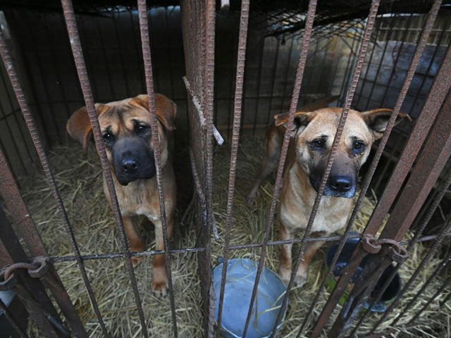 korea dog meat