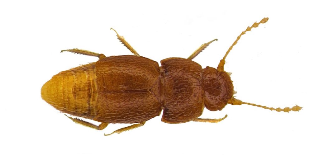 The newly described species, named Nelloptodes gretae after Greta Thunberg, is less than a millimetre in length