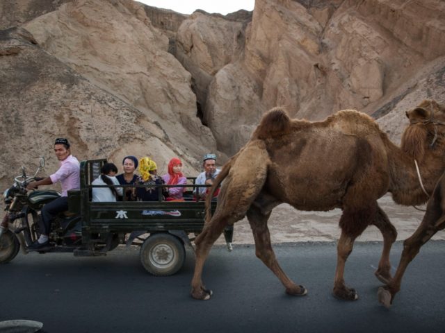 TURPAN, CHINA - SEPTEMBER 12: (CHINA OUT) A Uyghur family ride passed a camel on a road during the Corban Festival on September 12, 2016 in Turpan County, in the far western Xinjiang province, China. The Corban festival, known to Muslims worldwide as Eid al-Adha or 'feast of the sacrifice', …