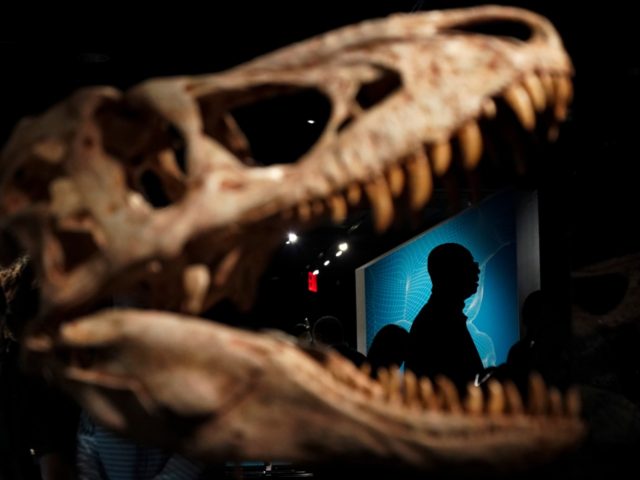 NEW YORK, NY - MARCH 04: Guests make their way through a new exhibit called 'T. Rex: The Ultimate Predator' during a press preview at the American Museum of Natural History, March 4, 2019 in New York City. The new exhibit will open to the public on March 11. (Photo …