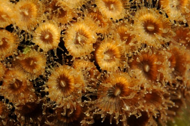 Back from the dead: Some corals regrow after 'fatal' warming