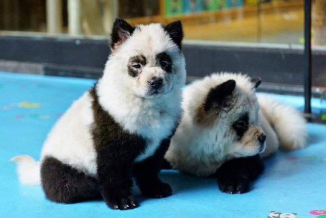 Bamboozled: 'Panda dog' cafe sparks China animal rights debate