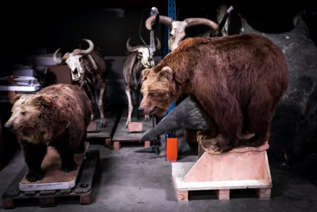 Male specimens preferred by animal collectors, study suggests