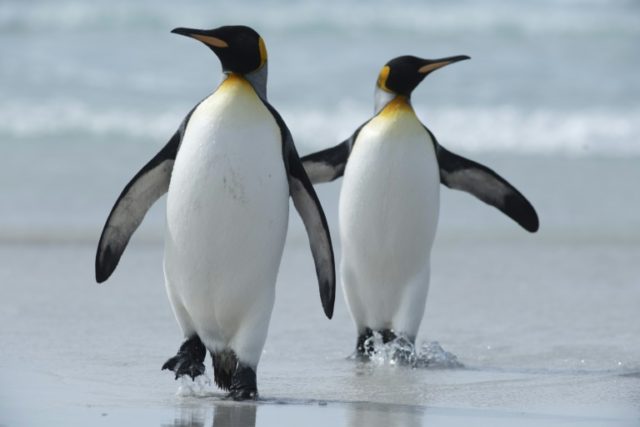 Falklands banking on king penguins to drive nature tourism - Breitbart