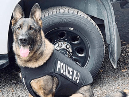 Check out how official this good boy looks in his ballistic vest! Although legally K9s are