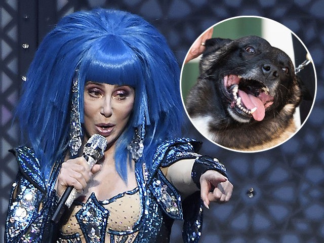 (INSET: 'Conan' the military combat dog) Photo by: KGC-138/STAR MAX/IPx 2019 10/20/19 Cher performs at O2 Arena in London, England.