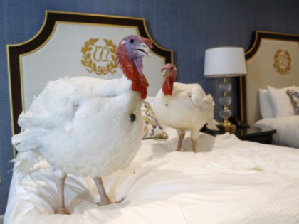 Two male turkeys from North Carolina named Bread and Butter, that will be pardoned by Pres